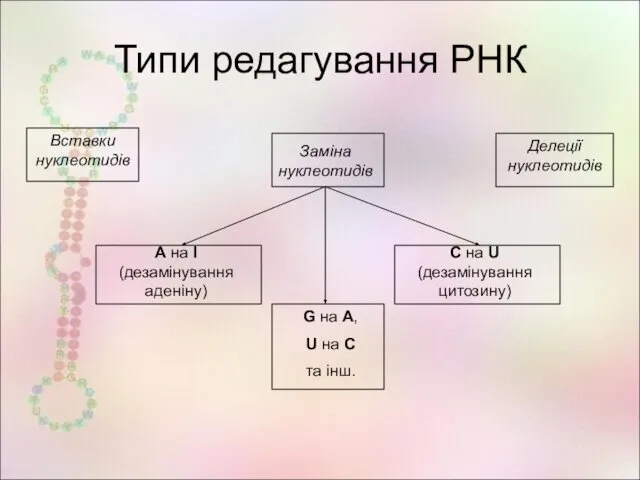 Типи редагування РНК А на І (дезамінування аденіну) С на U