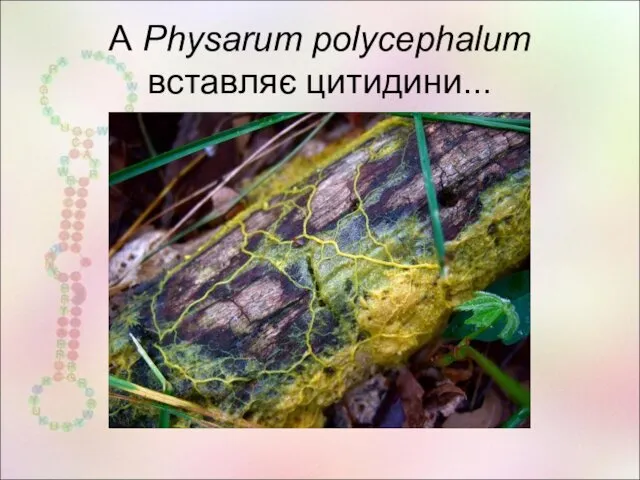 А Physarum polycephalum вставляє цитидини...