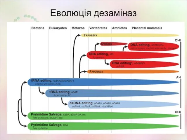 Еволюція дезаміназ