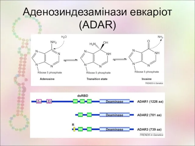 Аденозиндезамінази евкаріот (ADAR)