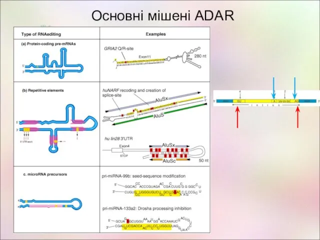 Основні мішені ADAR