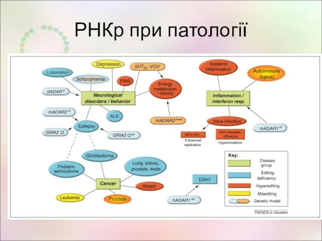 РНКр при патології