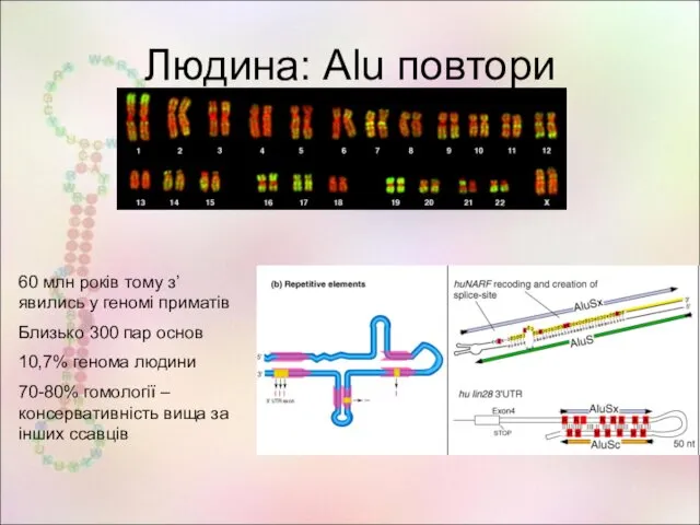 Людина: Alu повтори 60 млн років тому з’явились у геномі приматів