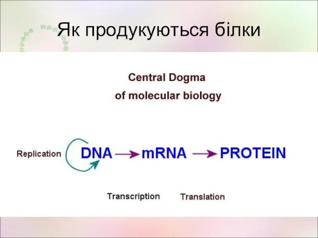 Як продукуються білки