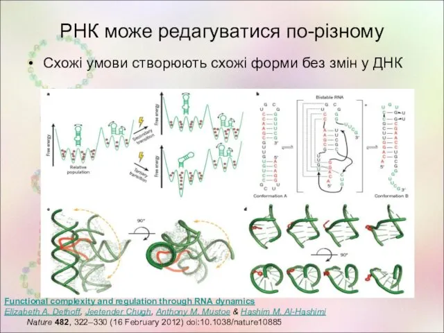 РНК може редагуватися по-різному Схожі умови створюють схожі форми без змін