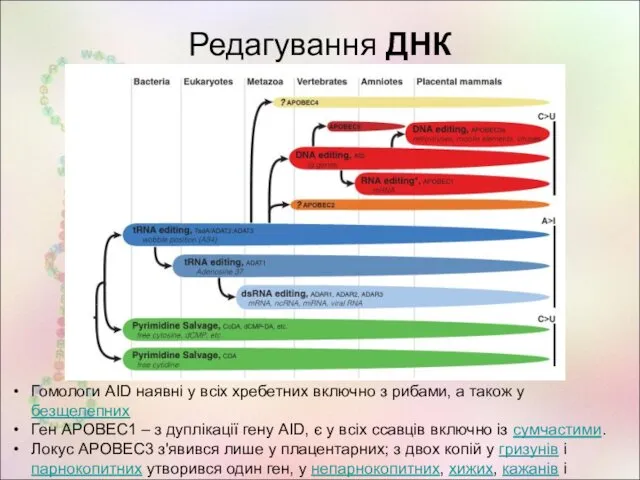 Редагування ДНК Гомологи AID наявні у всіх хребетних включно з рибами,