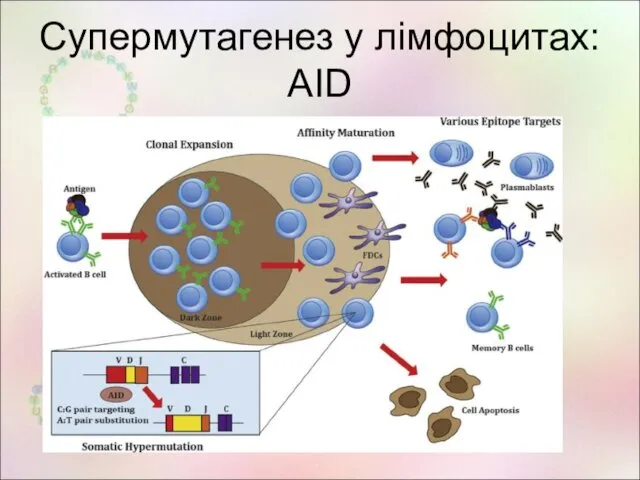 Супермутагенез у лімфоцитах: AID