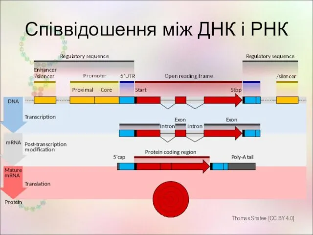 Співвідошення між ДНК і РНК Thomas Shafee [CC BY 4.0]