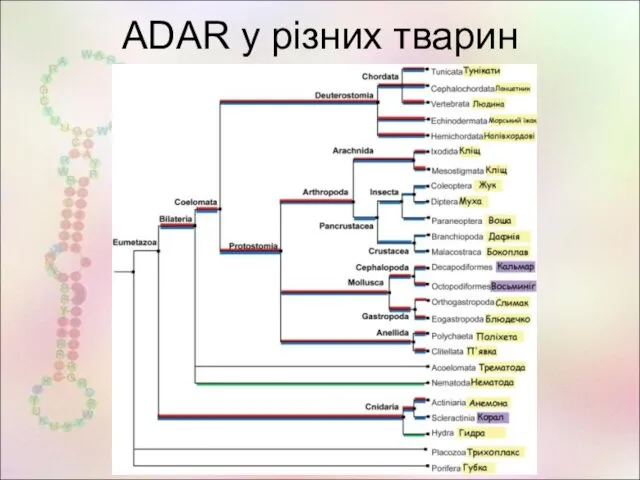 ADAR у різних тварин