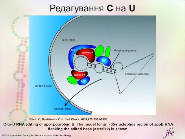 C-to-U RNA editing of apolipoprotein B. The model for an ∼35-nucleotide