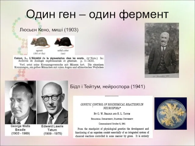 Один ген – один фермент Люсьєн Кено, миші (1903) Бідл і Тейтум, нейроспора (1941)