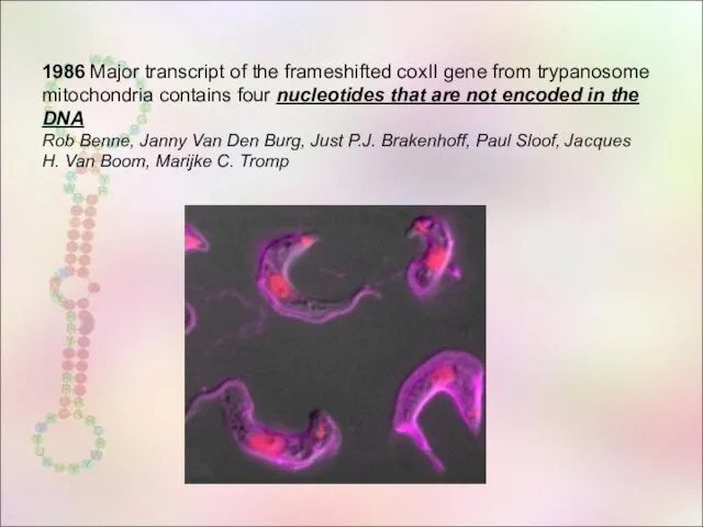 1986 Major transcript of the frameshifted coxII gene from trypanosome mitochondria