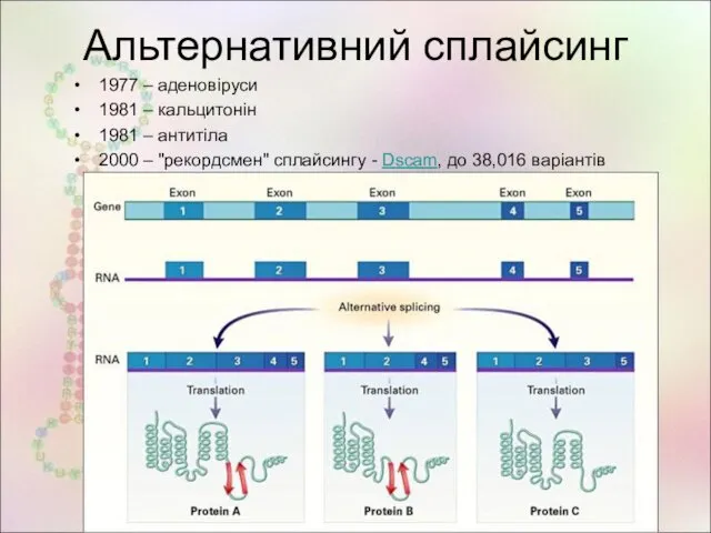 Альтернативний сплайсинг 1977 – аденовіруси 1981 – кальцитонін 1981 – антитіла