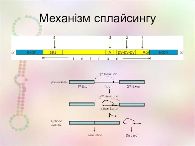 Механізм сплайсингу