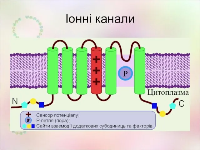 Іонні канали