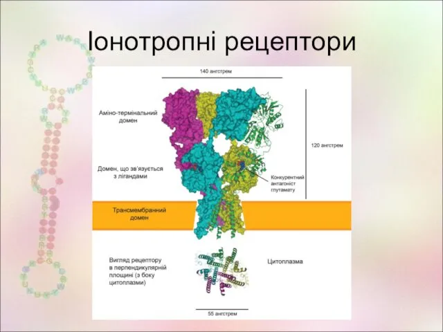 Іонотропні рецептори