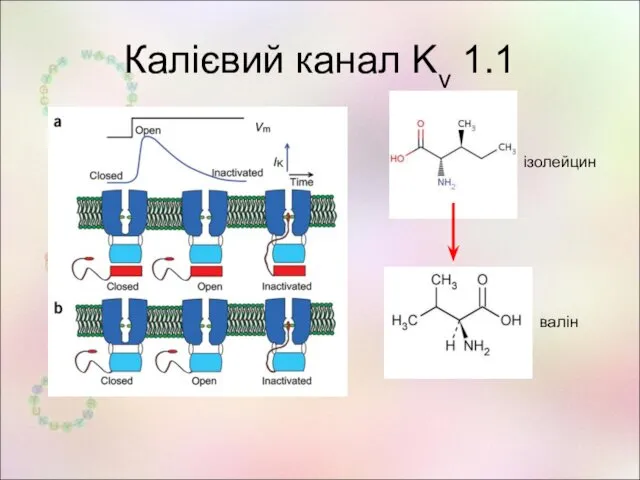 Калієвий канал Kv 1.1 ізолейцин валін