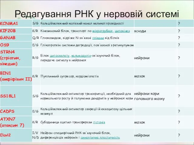 Редагування РНК у нервовій системі