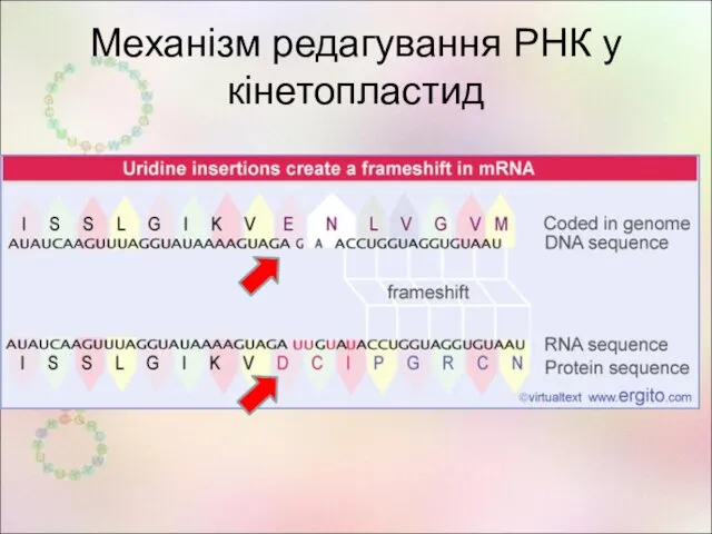 Механізм редагування РНК у кінетопластид