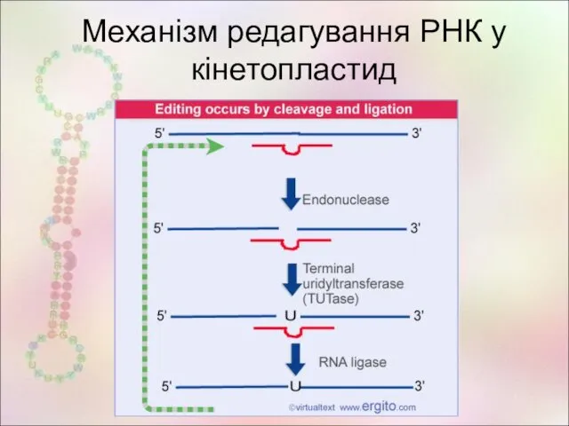 Механізм редагування РНК у кінетопластид