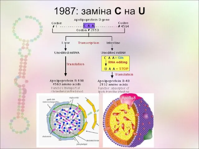 1987: заміна С на U