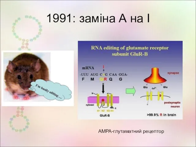 1991: заміна А на І AMPA-глутаматний рецептор