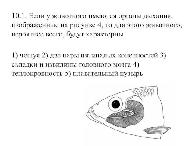 10.1. Если у животного имеются органы дыхания, изображённые на рисунке 4,