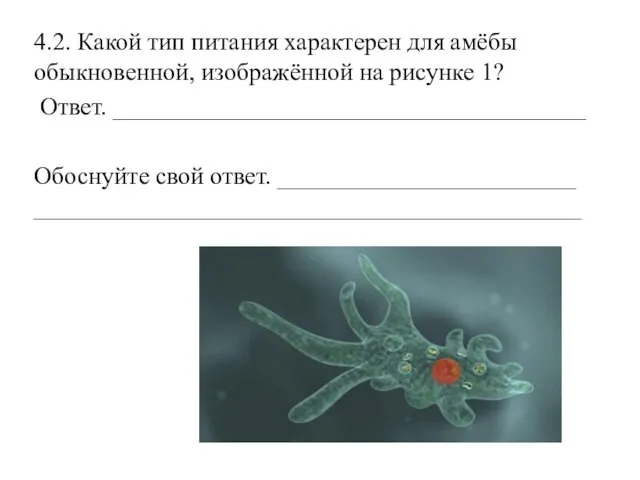 4.2. Какой тип питания характерен для амёбы обыкновенной, изображённой на рисунке