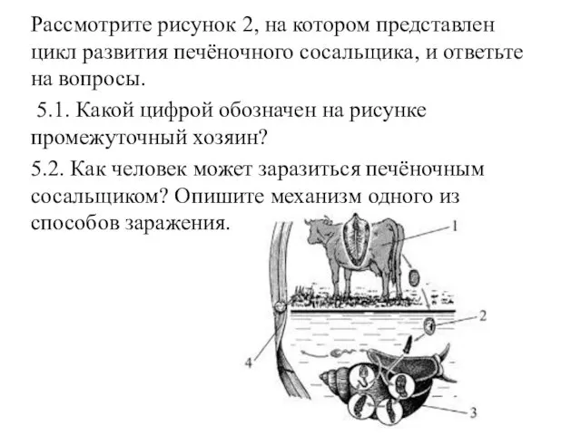 Рассмотрите рисунок 2, на котором представлен цикл развития печёночного сосальщика, и