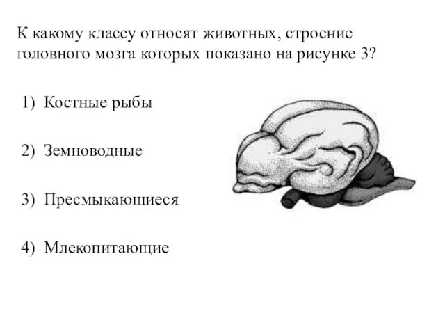 К какому классу относят животных, строение головного мозга которых показано на