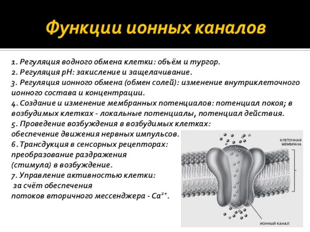 Функции ионных каналов 1. Регуляция водного обмена клетки: объём и тургор.