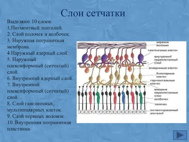 Слои сетчатки Выделяют 10 слоев: 1.Пигментный эпителий. 2. Слой полочек и