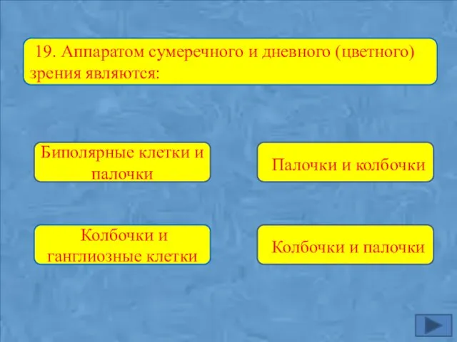 Биполярные клетки и палочки Колбочки и ганглиозные клетки Колбочки и палочки