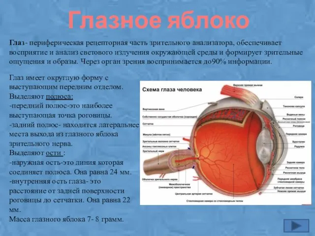 Глазное яблоко Глаз- периферическая рецепторная часть зрительного анализатора, обеспечивает восприятие и