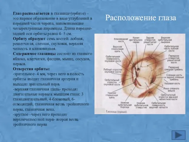 Глаз располагается в глазнице (орбите) –это парное образование в виде углублений