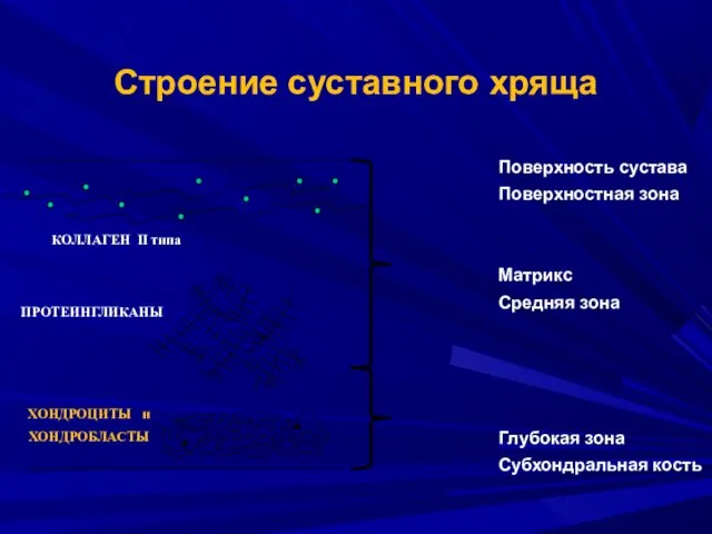 Строение суставного хряща Поверхность сустава Поверхностная зона Матрикс Средняя зона Глубокая зона Субхондральная кость