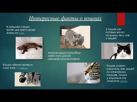 Интересные факты о кошках Многие кошки способны найти путь домой, невзирая