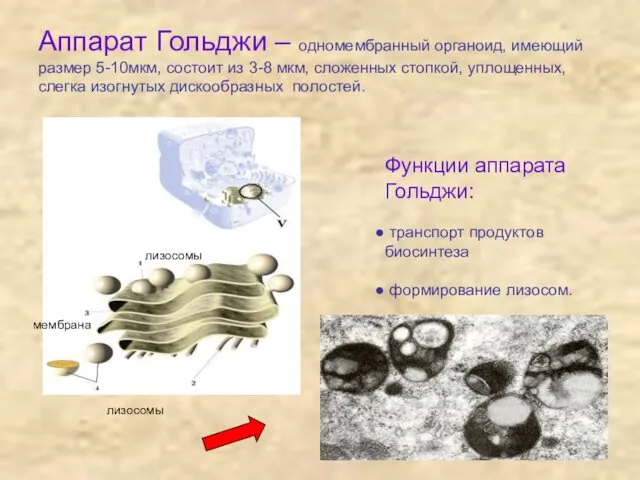 Аппарат Гольджи – одномембранный органоид, имеющий размер 5-10мкм, состоит из 3-8