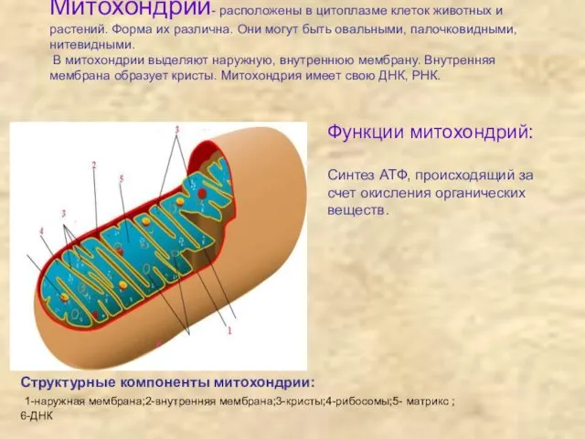 Митохондрии- расположены в цитоплазме клеток животных и растений. Форма их различна.