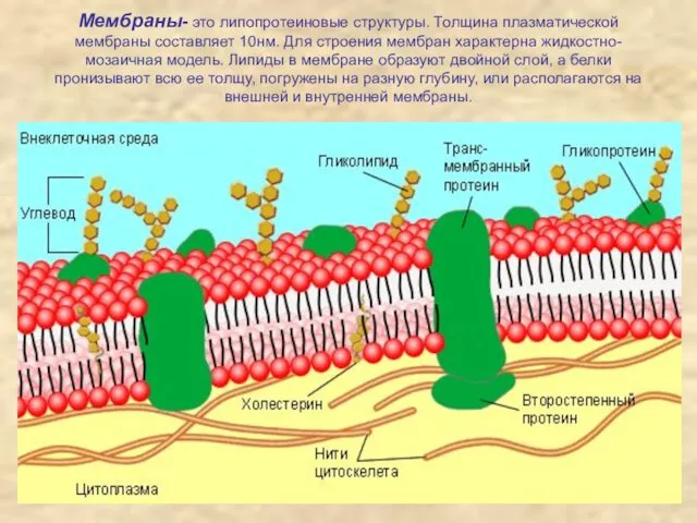 Мембраны- это липопротеиновые структуры. Толщина плазматической мембраны составляет 10нм. Для строения