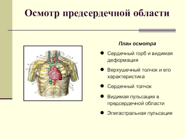 Осмотр предсердечной области План осмотра Сердечный горб и видимая деформация Верхушечный