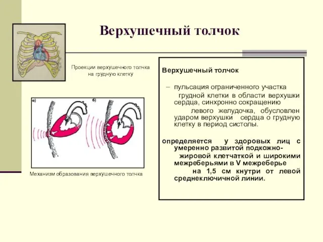 Верхушечный толчок Верхушечный толчок – пульсация ограниченного участка грудной клетки в