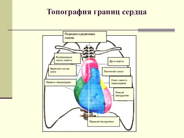 Топография границ сердца Восходящая часть аорты Дуга аорты Верхняя полая вена