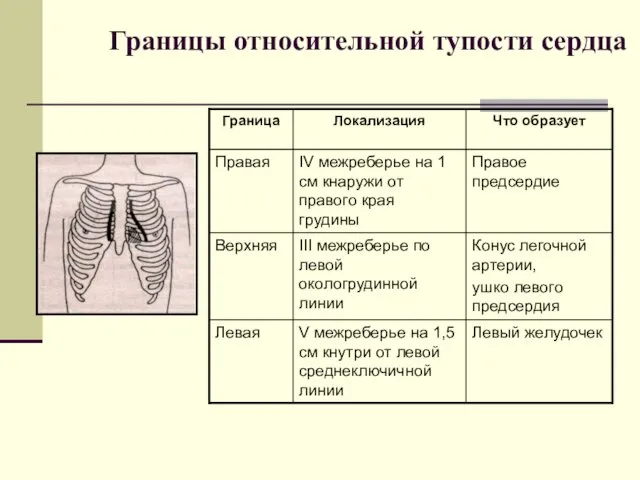 Границы относительной тупости сердца