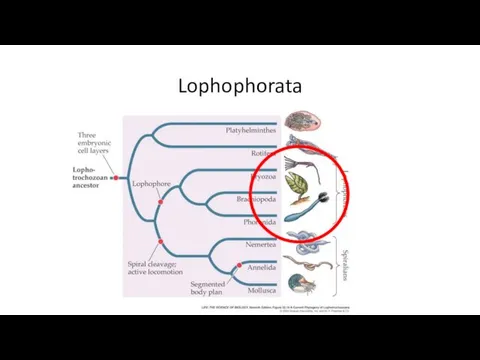 Lophophorata