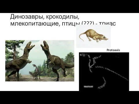 Динозавры, крокодилы, млекопитающие, птицы (???) - триас Protoavis