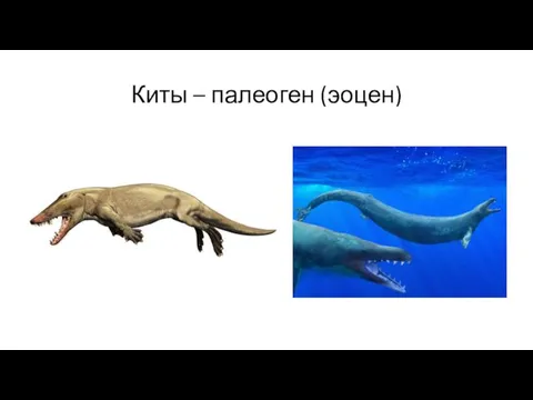 Киты – палеоген (эоцен)