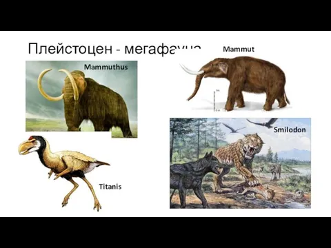 Плейстоцен - мегафауна Mammuthus Mammut Titanis Smilodon