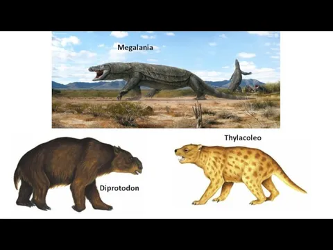 Megalania Diprotodon Thylacoleo