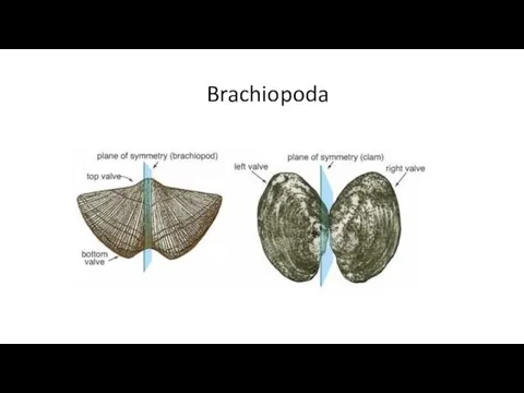 Brachiopoda